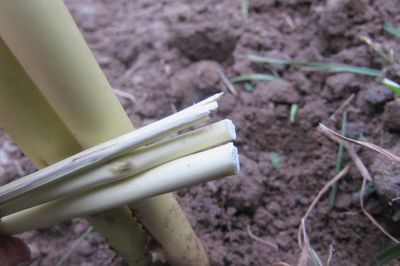 Letto di fiori dal vigneto con le tue mani