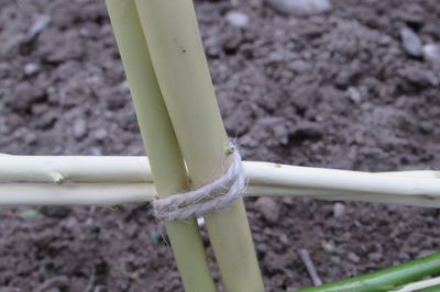 Letto di fiori dal vigneto con le tue mani