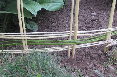 Letto di fiori dal vigneto con le tue mani