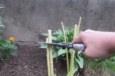 Letto di fiori dal vigneto con le tue mani