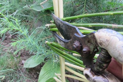 Letto di fiori dal vigneto con le tue mani