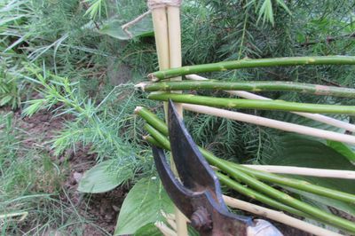 Letto di fiori dal vigneto con le tue mani