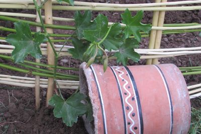 Letto di fiori dal vigneto con le tue mani