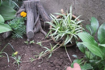 Letto di fiori dal vigneto con le tue mani