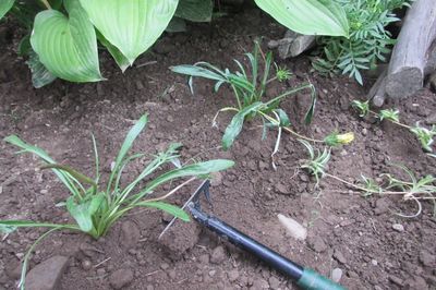Letto di fiori dal vigneto con le tue mani