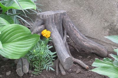 Letto di fiori dal vigneto con le tue mani