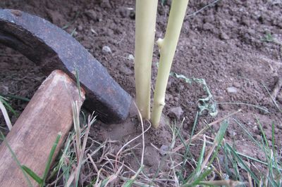 Letto di fiori dal vigneto con le tue mani