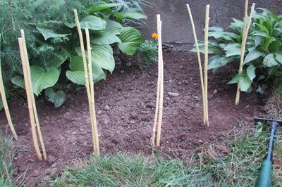 Letto di fiori dal vigneto con le tue mani