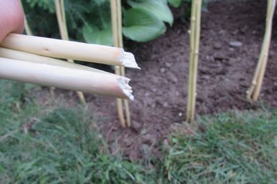 Letto di fiori dal vigneto con le tue mani