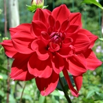Bottiglie di fiori da bottiglie di plastica