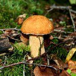 Quando raccogliere i funghi