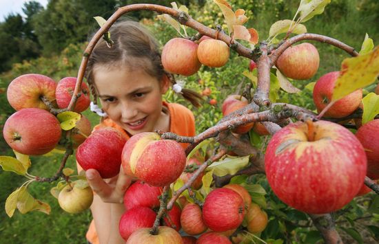 Quando raccogliere le mele per lo stoccaggio: varietà estiva, autunnale e invernale. Come si possono raccogliere le mele da un albero