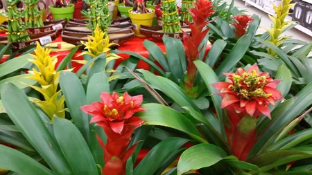 Come prendersi cura di guzmania a casa Come prendersi cura di guzmania a casa