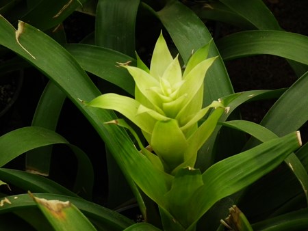 Guzmania: come prendersi cura della stagione riproduttiva Guzmania: come prendersi cura della stagione riproduttiva