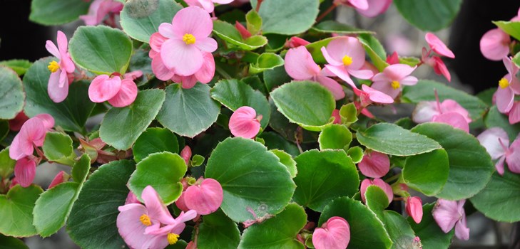 Begonia del fiore interno: cura domestica