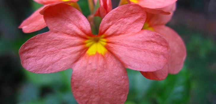 Crossandra: cura e foto