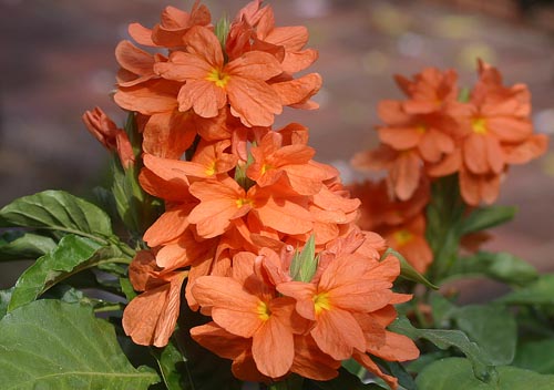 Crossandra: Specie