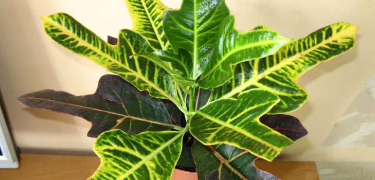 Croton: cura domestica