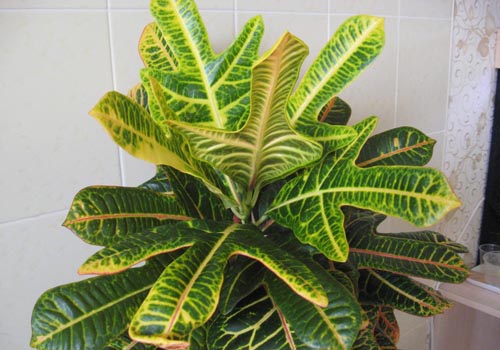Croton: cura domestica