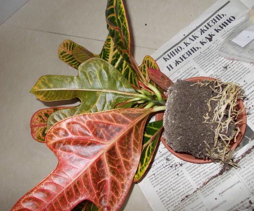 Croton: cura domestica
