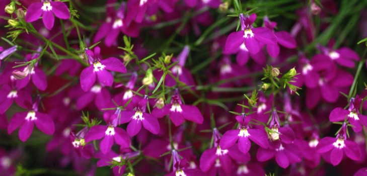 La decorazione del giardino è una deliziosa lobelia. Atterraggio e cura con foto e video