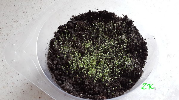 La decorazione del giardino è una deliziosa lobelia. Atterraggio e cura con foto e video