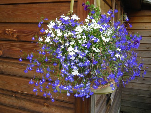 La decorazione del giardino è una deliziosa lobelia. Atterraggio e cura con foto e video