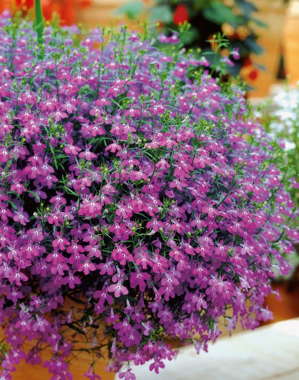 La decorazione del giardino è una deliziosa lobelia. Atterraggio e cura con foto e video