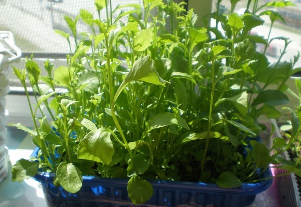 La decorazione del giardino è una deliziosa lobelia. Atterraggio e cura con foto e video