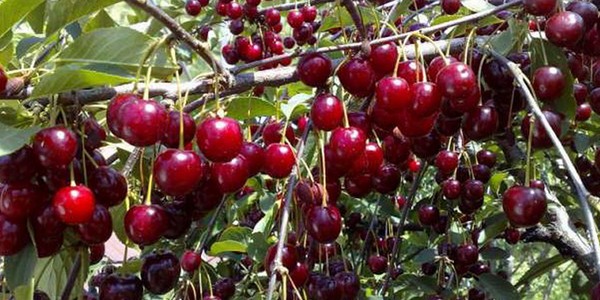 Le migliori varietà di ciliegia - descrizione con foto