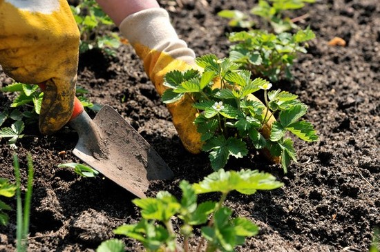 Calendario lunare del giardiniere orticolo nell'agosto 2015
