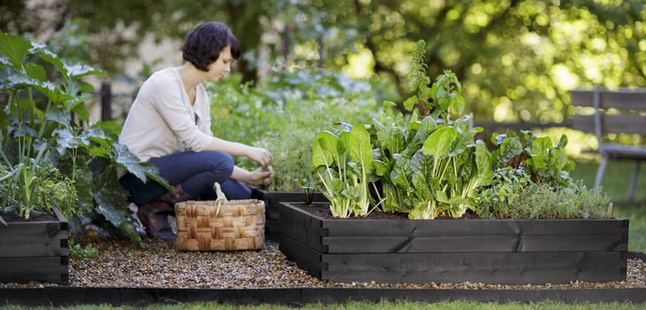 Calendario lunare del giardiniere 2015 anni