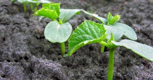 Il calendario lunare per l'agricoltore di camion per luglio 2016 per gli Urali, il nord-ovest e la zona centrale della Russia