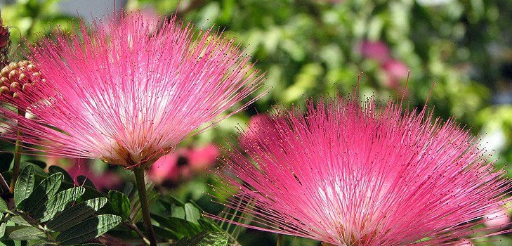 Mimosa timido: le caratteristiche della cura Mimosa timido: le caratteristiche della cura
