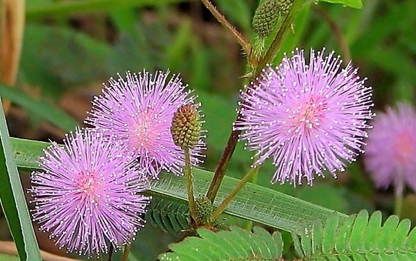 Mimosa timido: le caratteristiche della cura Mimosa timido: le caratteristiche della cura