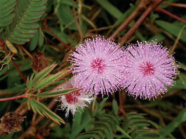 Mimosa timido: le caratteristiche della cura Mimosa timido: le caratteristiche della cura