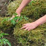 Letti Mulching - foto e video Letti Mulching - foto e video