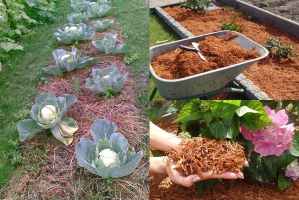 Letti Mulching - foto e video Letti Mulching - foto e video