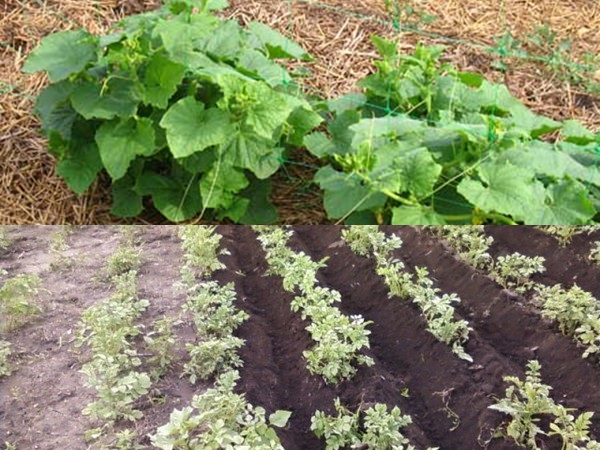 Letti Mulching - foto e video Letti Mulching - foto e video