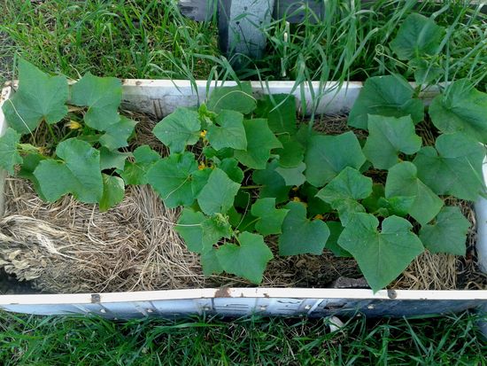 Cos'è l'erba mulching?