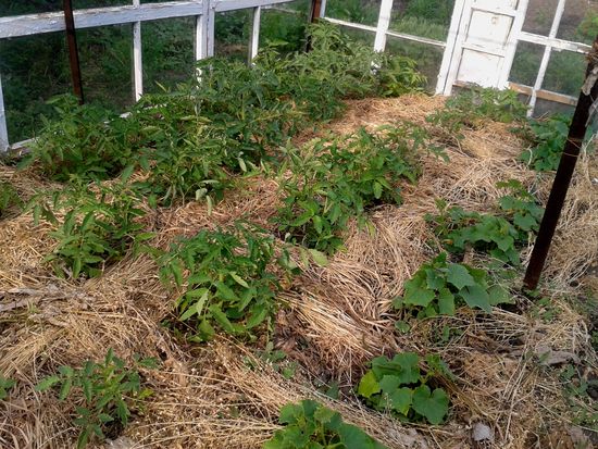 Cos'è l'erba mulching?