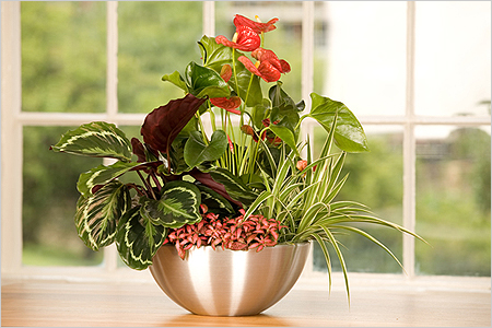 Trapianto di Anthurium Trapianto di Anthurium