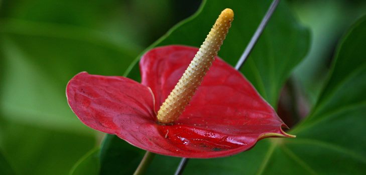Fiore di Anthurium: cura e riproduzione a casa