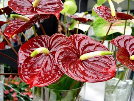 Anthurium: cura domestica Anthurium: cura domestica