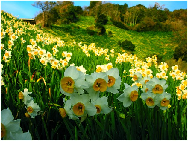 un campo di narcisi