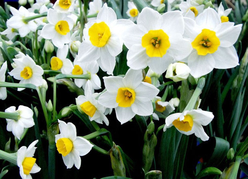 bellissimi narcisi