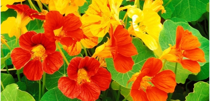 bellissimi fiori