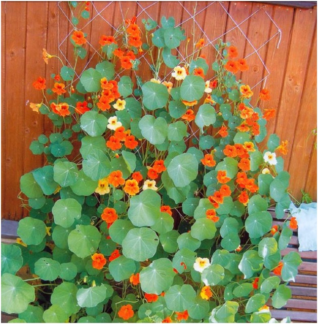 fiori dalla recinzione