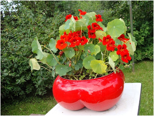 vaso di fiori