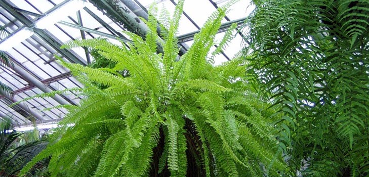 Nephrolepis - incantevole felce domestica